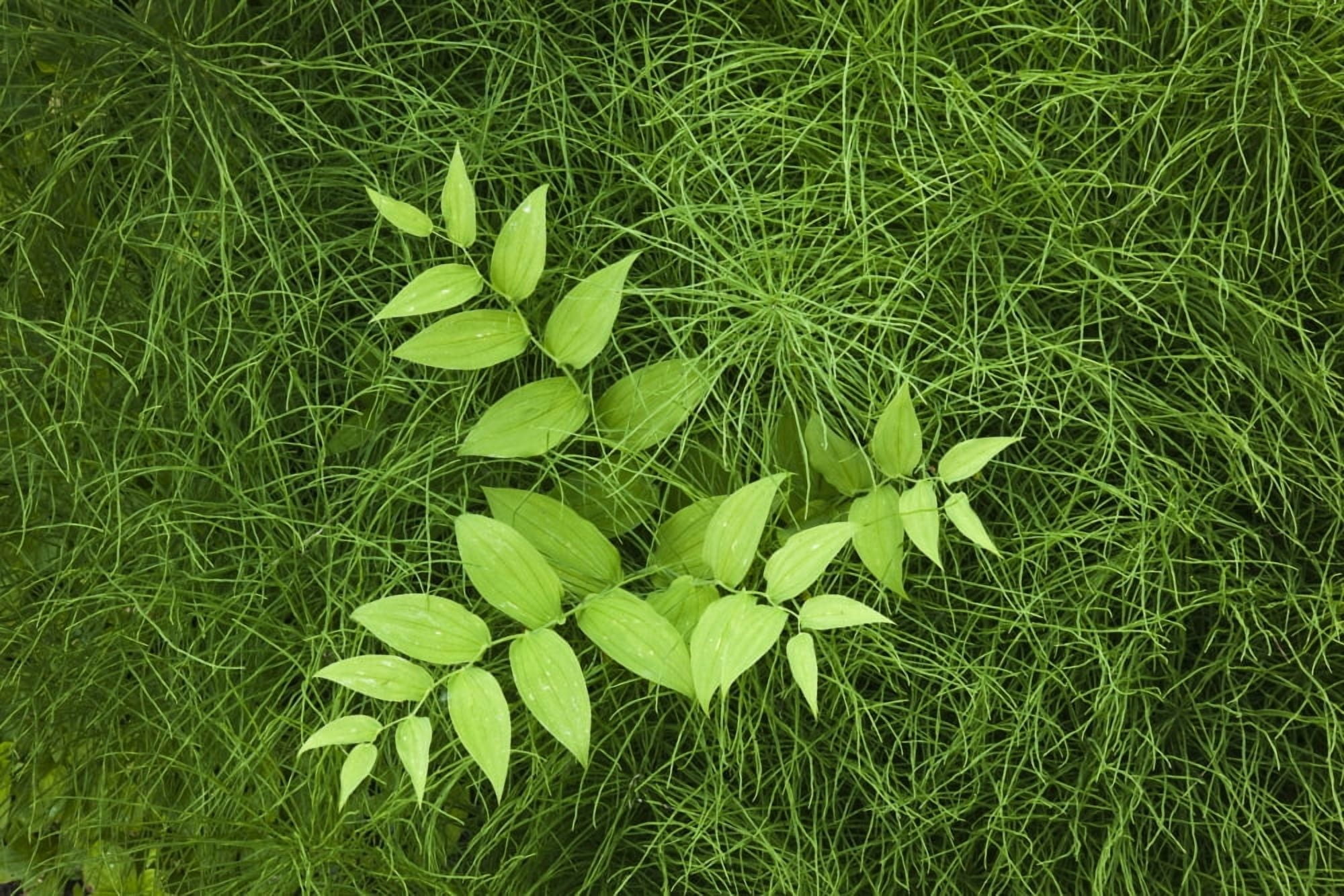 Overhead Perspective Of A Watermelon Berry Plant And Horsetail Grass Along The Winner Creek Trail Near Girdwood Alask Canvas Art - John Delapp Design Pics (17 x 11)