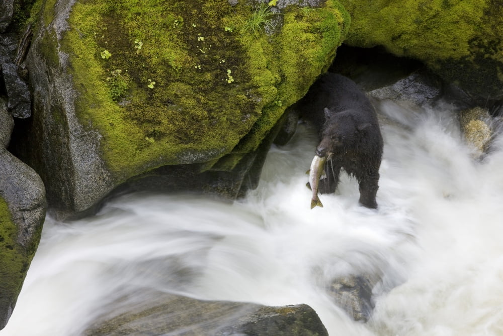 Overhead View Of A Black Bear Catching A Pink Salmon In Anan Creek In Southeast Alaska Canvas Art - John Hyde Design Pics (34 x 22)