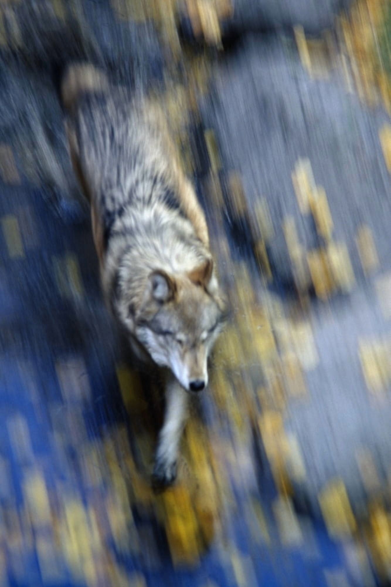 Overhead View Of A Wolf Running With Motion Blur During Autumn In Alberta Canada Canvas Art - Doug Lindstrand Design Pics (11 x 17)
