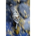 thumbnail image 1 of Overhead View Of A Wolf Running With Motion Blur During Autumn In Alberta Canada Poster Print, 1 of 3