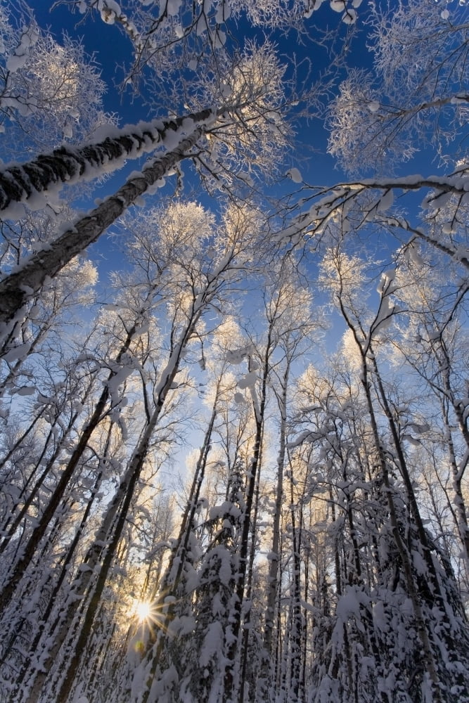 Overhead View Of Snow Laden Forest Far North Bicentennial Park Anchorage Alaska Winter Canvas Art - Carl R Battreall Design Pics (11 x 17)