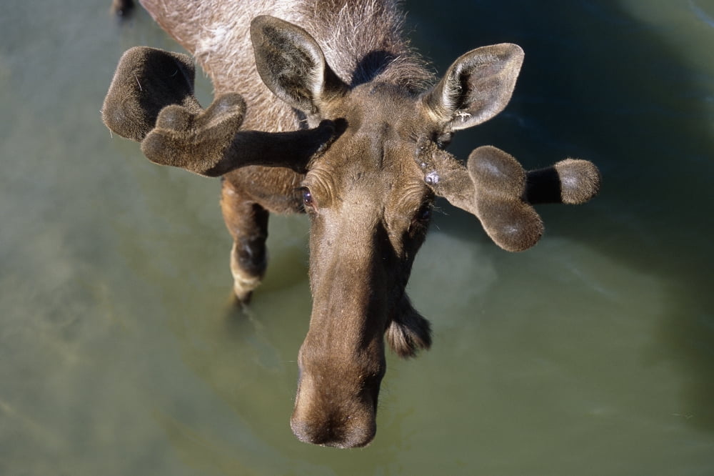 Overlooking View Of Bull Moose In Velvet In Pond Sc Summer Alaska Wildlife Conservation Center Captive Canvas Art - Doug Lindstrand Design Pics (17 x 11)