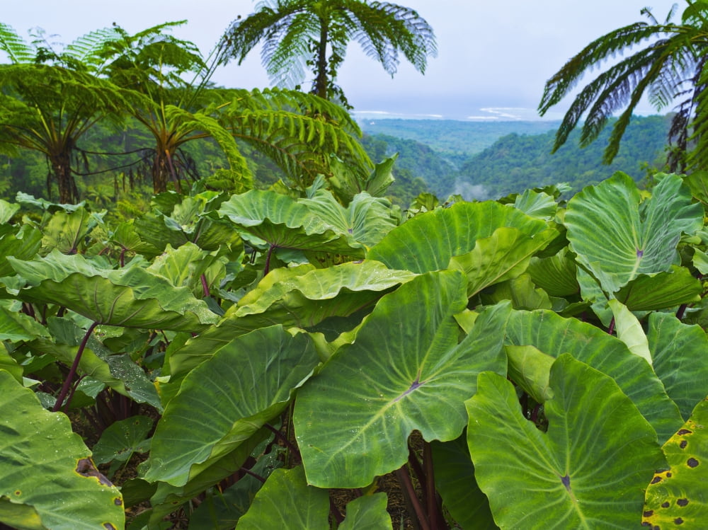 Overlooking taro leaves onto Samoas southeast coast Upolu Island Samoa Canvas Art - David Kirkland  Design Pics (34 x 26)