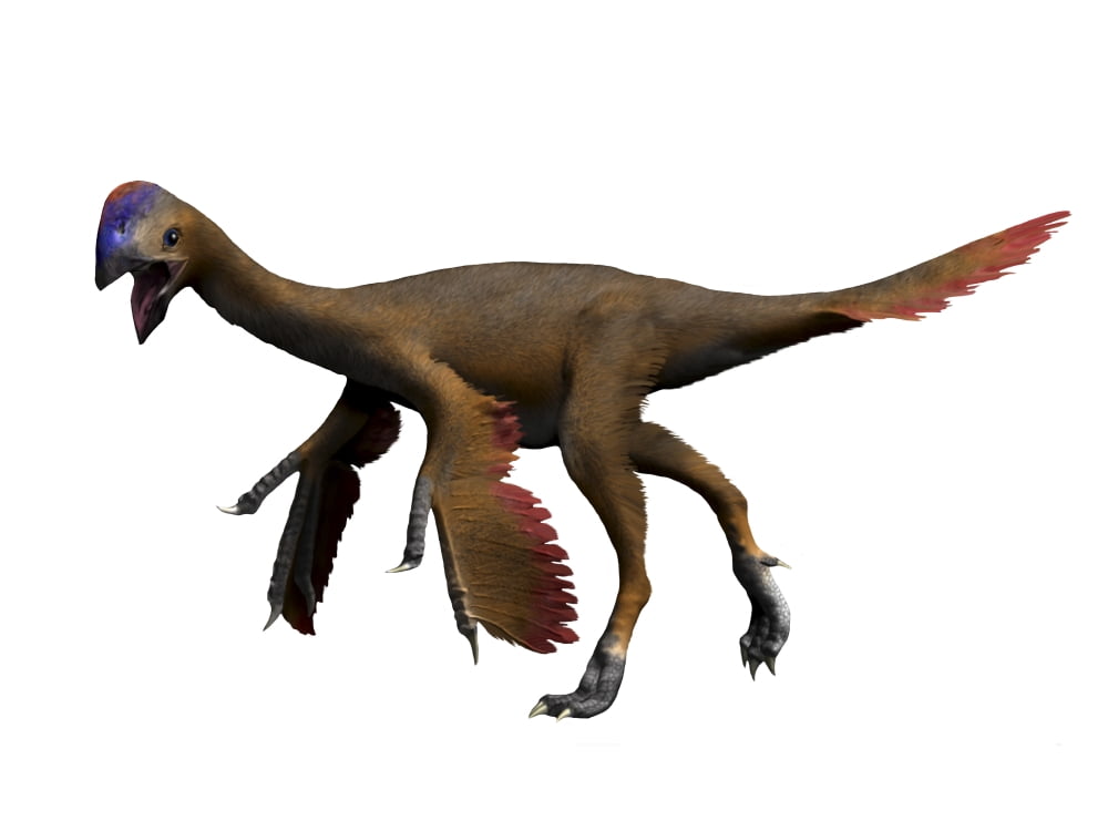 Oviraptor dinosaur Canvas Art - Nobumichi TamuraStocktrek Images (33 x 25)