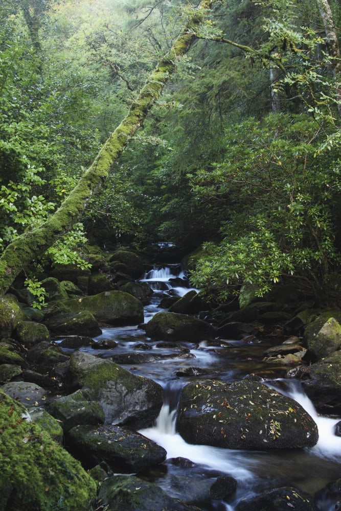 Owengarriff River In Killarney National Park In Munster Region County Kerry Ireland Canvas Art - Trish Punch Design Pics (12 x 19)