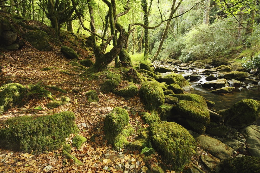 Owengarriff River In Killarney National Park In Munster Region County Kerry Ireland Canvas Art - Trish Punch Design Pics (19 x 12)