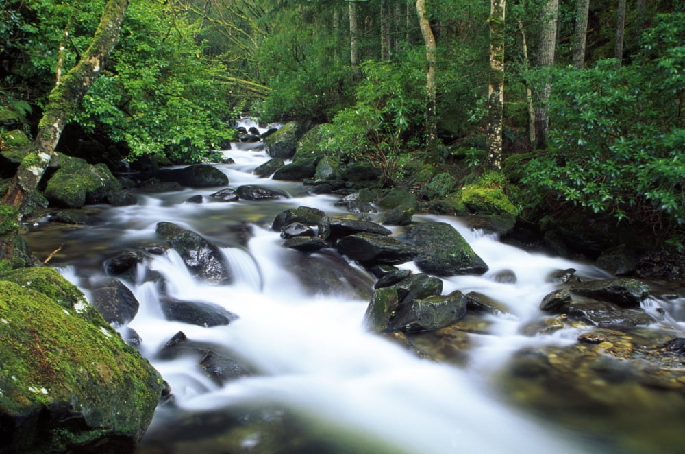 Owengarriff River Killarney National Park County Kerry Ireland River In Park Woods Canvas Art - Richard Cummins Design Pics (19 x 12)