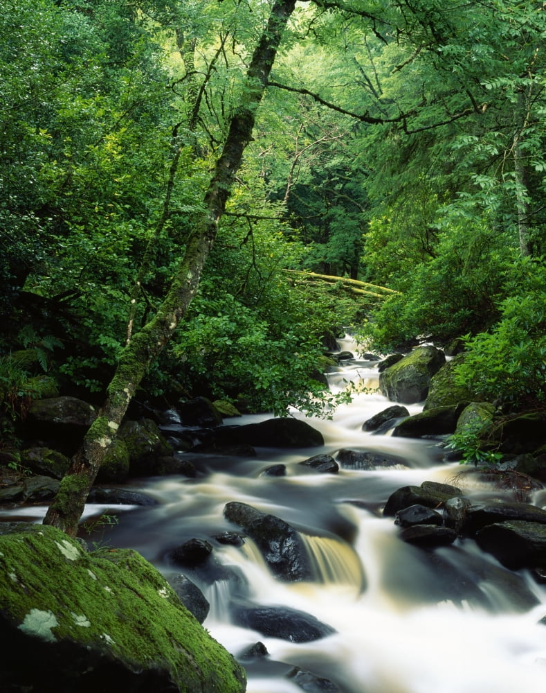 Owengarriff River Killarney National Park County Kerry Ireland River Scenic Canvas Art - Richard Cummins Design Pics (26 x 34)