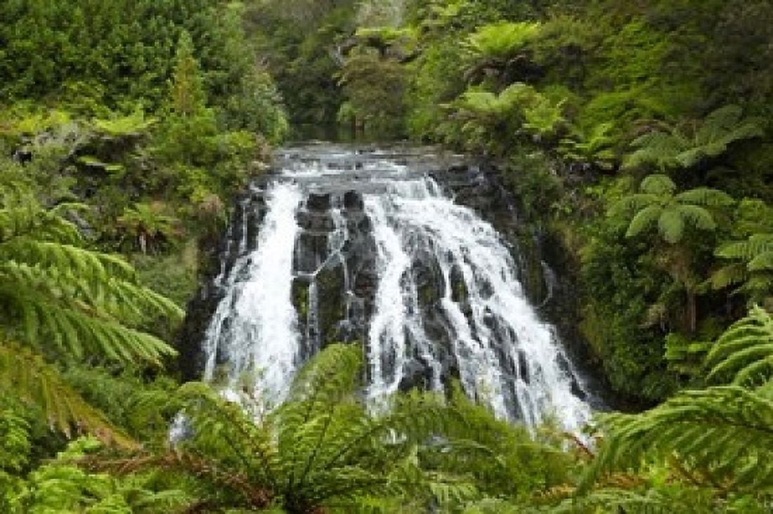 Owharoa Falls Karangahake Gorge Waikato North Island New Zealand Canvas Art - David Wall DanitaDelimont (19 x 12)