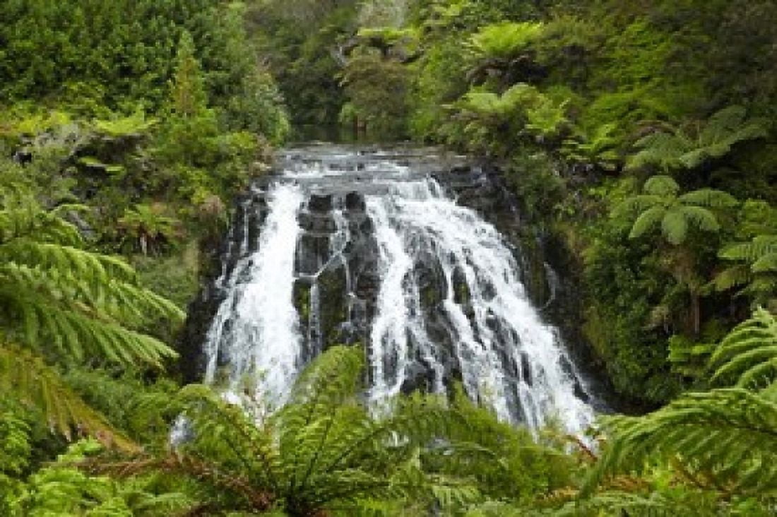 Owharoa Falls Karangahake Gorge Waikato North Island New Zealand Canvas Art - David Wall DanitaDelimont (38 x 25)