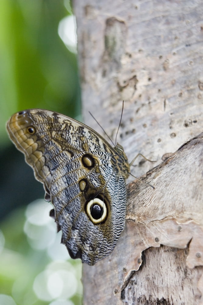 Owl Butterfly (Caligo Idomeneus) Resting On Trunk Niagara Butterfly Conservatory Niagara Falls Ontario Canada Canvas Art - Henry Georgi Photography Inc Design Pics (22 x 34)