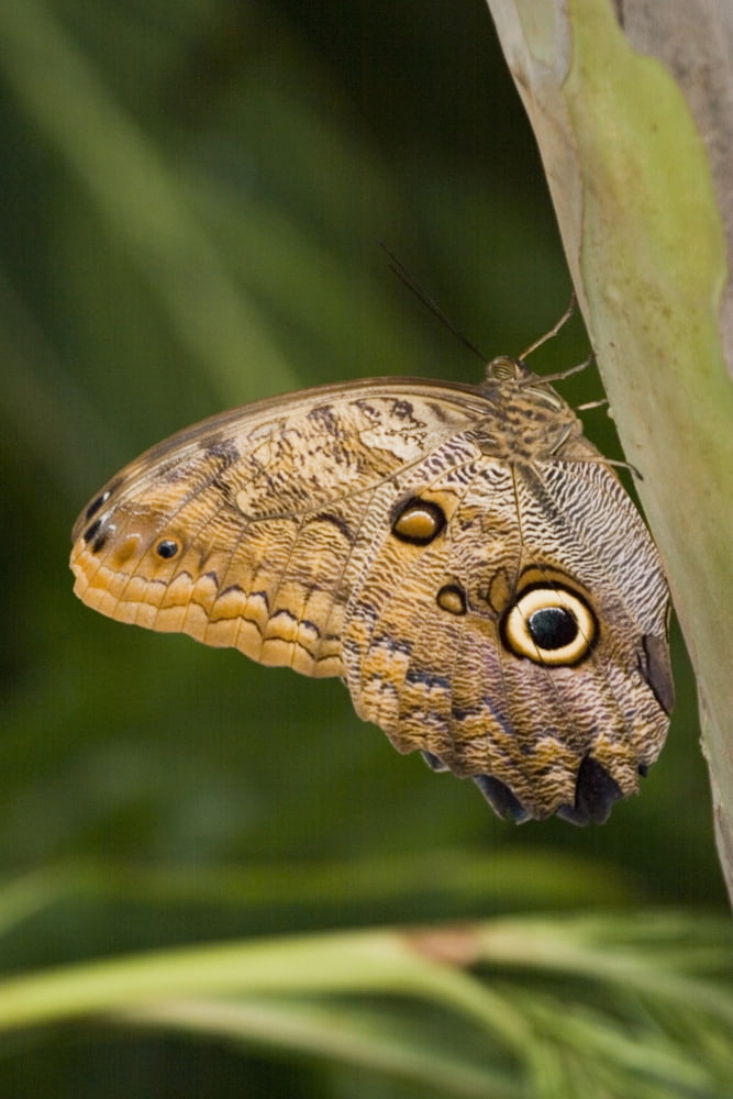 Owl Butterfly (Caligo Idomeneus) Resting On Trunk Niagara Butterfly Conservatory Niagara Falls Ontario Canada Canvas Art - Henry Georgi Photography Inc Design Pics (11 x 17)