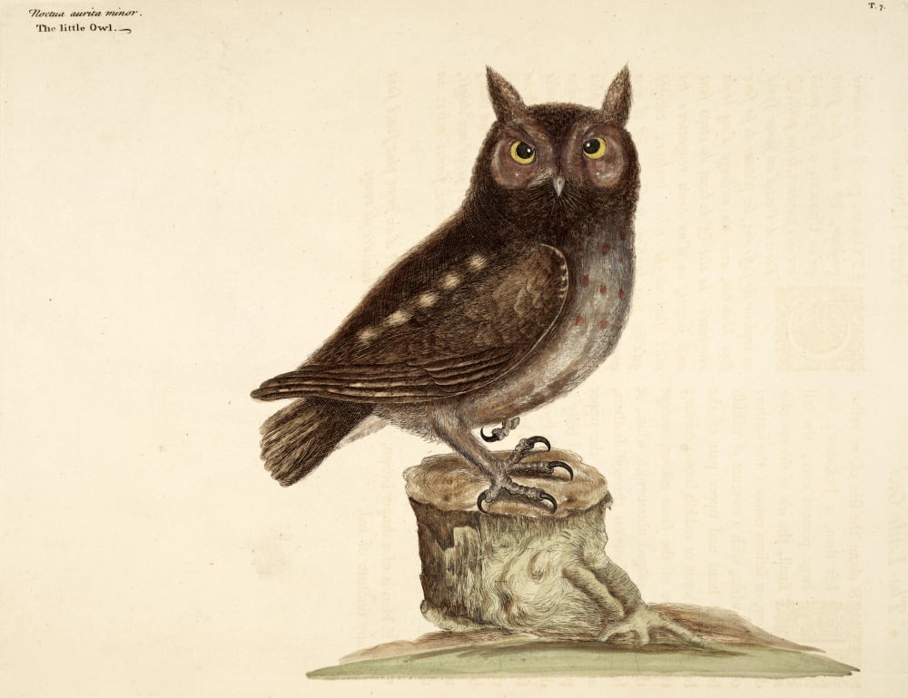 Owl Canvas Art - Mark Catesby (18 x 24)