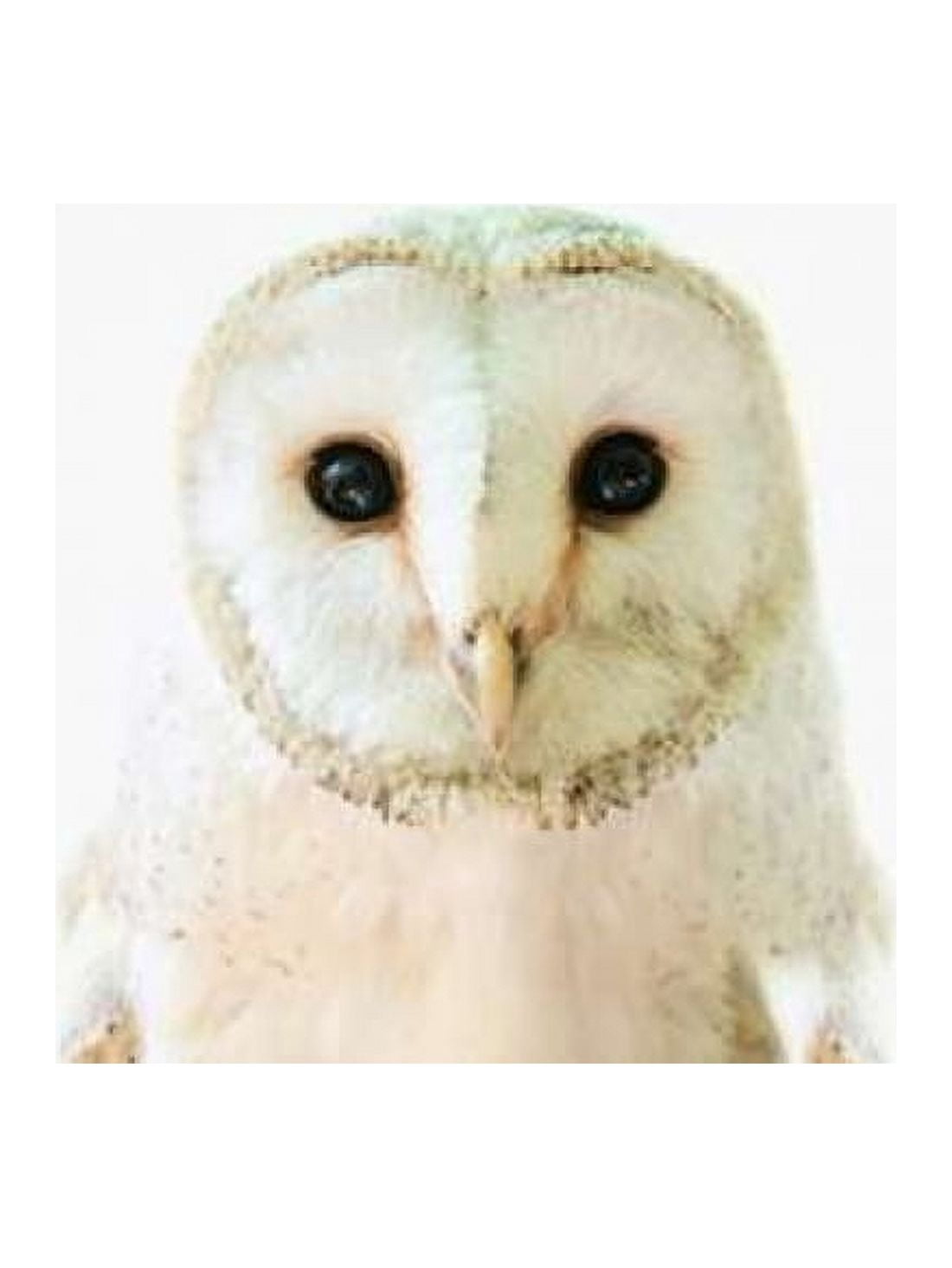 Owl Canvas Art - Tai Prints (18 x 24)
