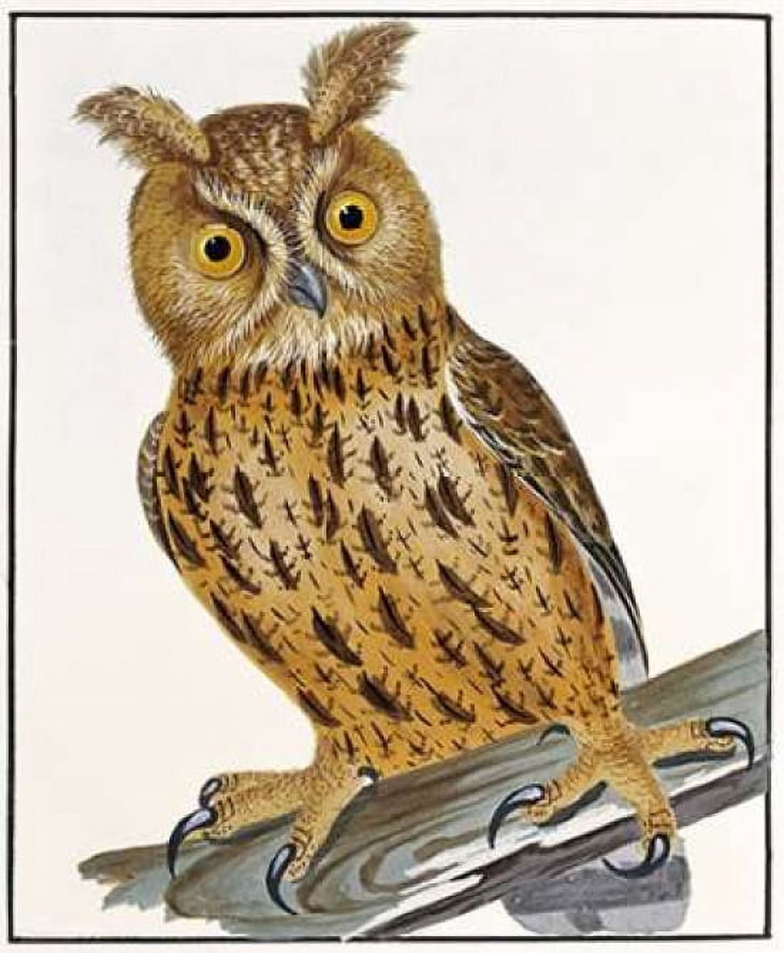 Owl Canvas Art - William Lewin (20 x 24)