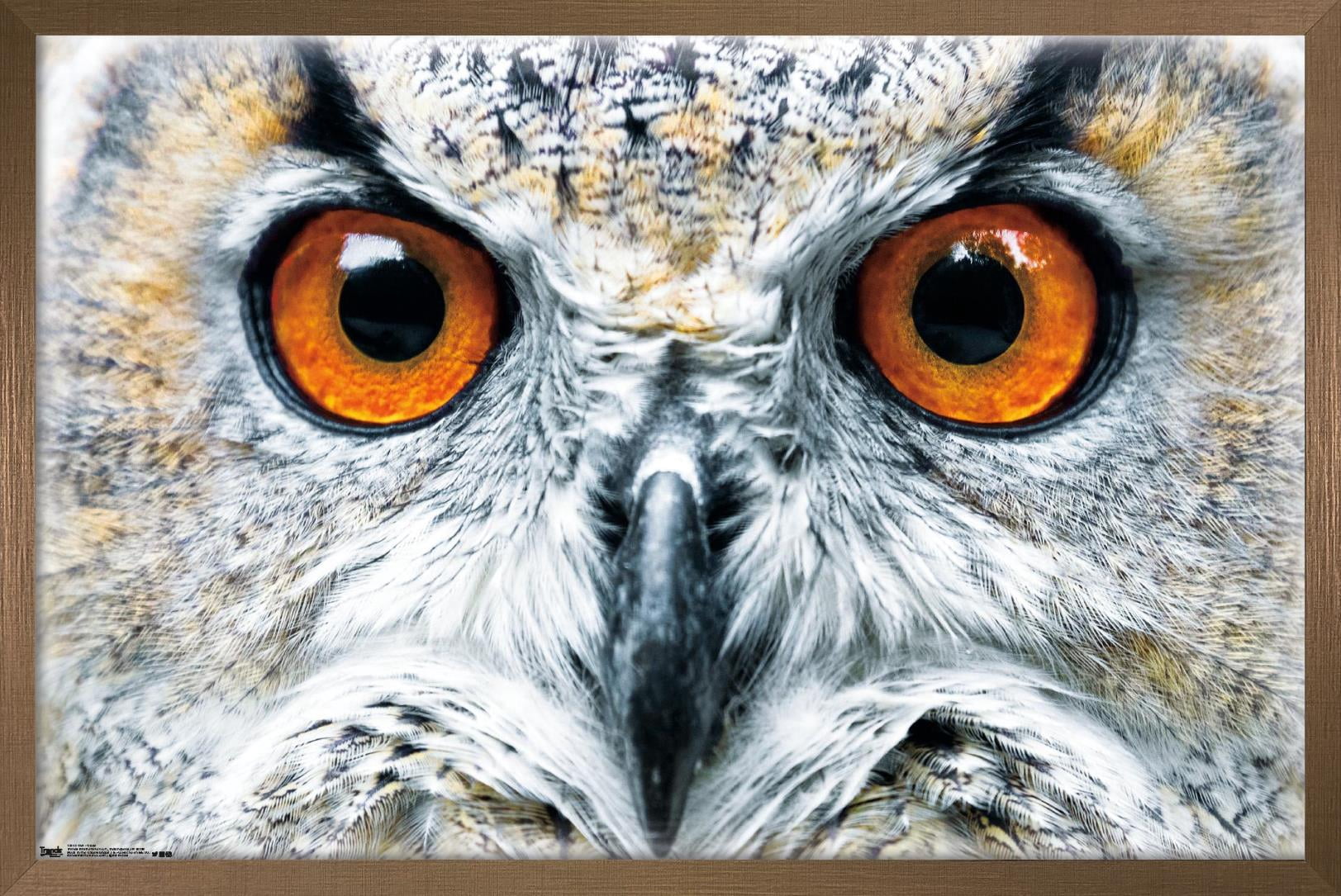 Owl - Close Wall Poster, 14.725" x 22.375", Framed