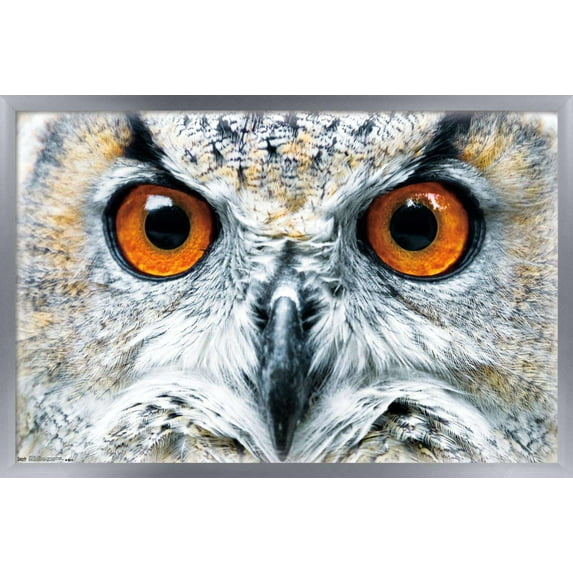 Owl - Close Wall Poster, 14.725" x 22.375", Framed