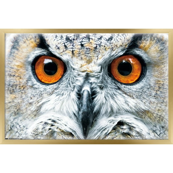 Owl - Close Wall Poster, 22.375" x 34", Framed