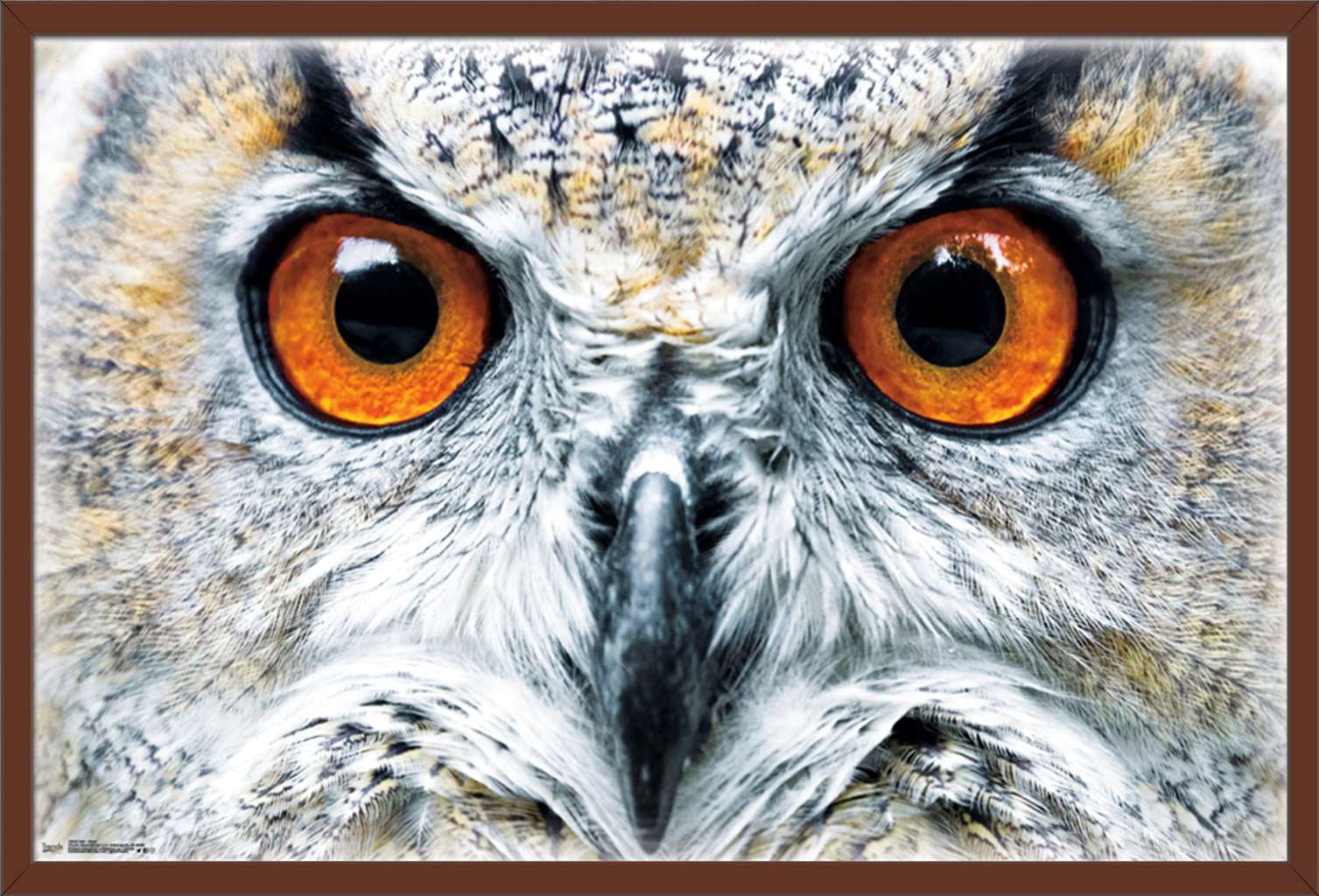 Owl - Close Wall Poster, 22.375" x 34", Framed