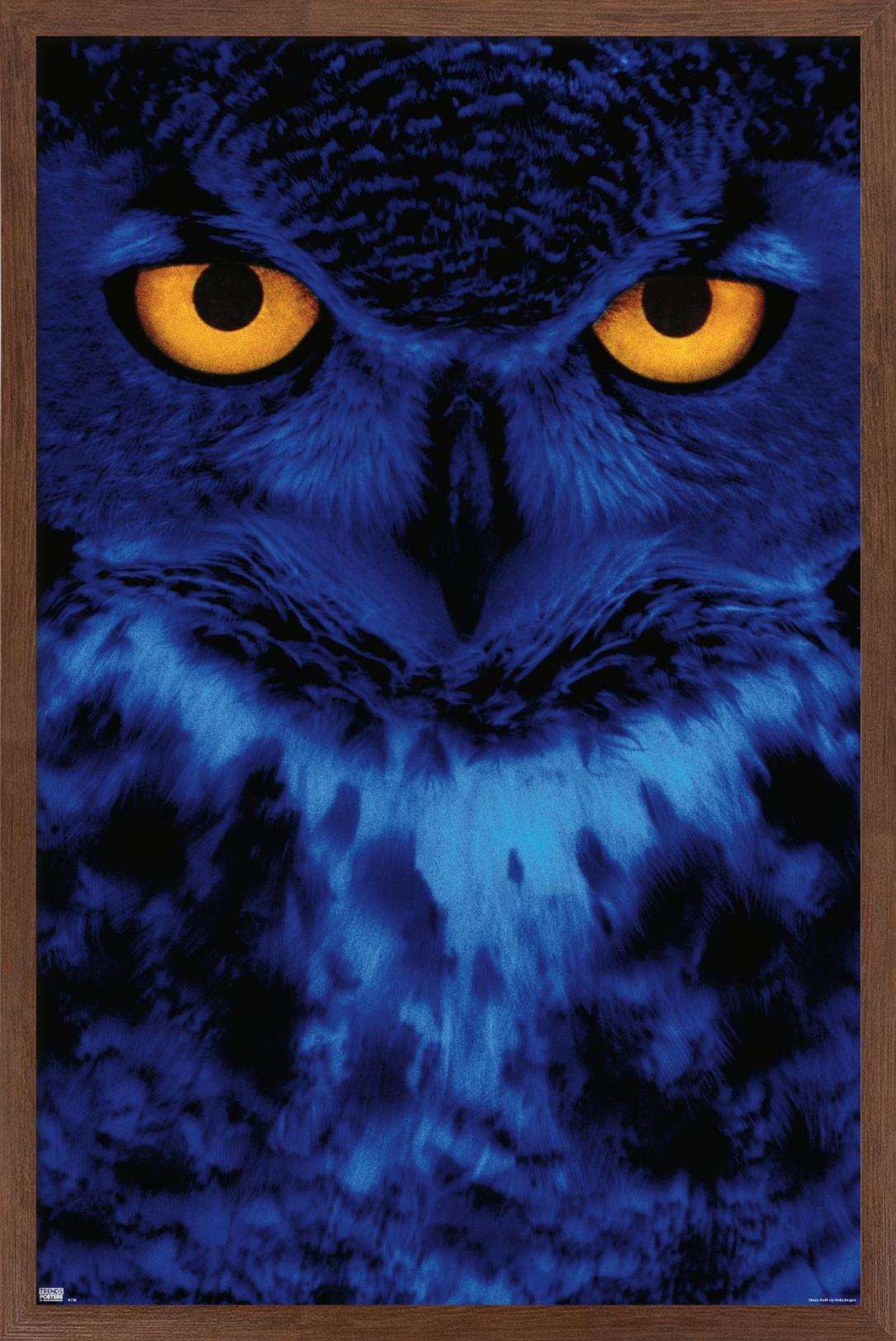 Owl - Eyes Wall Poster, 14.725" x 22.375", Framed