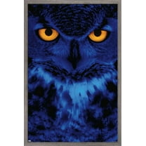 Owl - Eyes Wall Poster, 14.725" x 22.375", Framed
