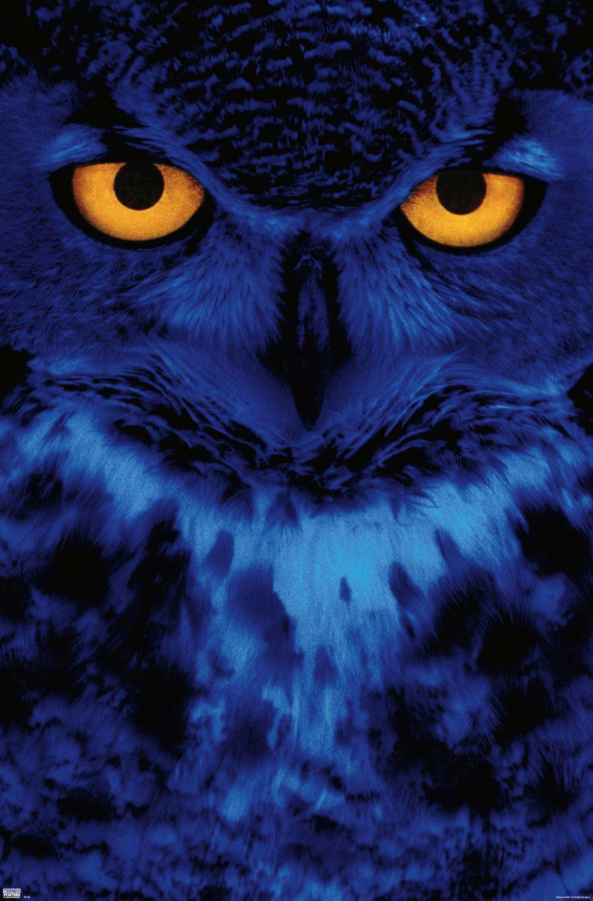 Owl - Eyes Wall Poster, 14.725\, image size:1185x1800