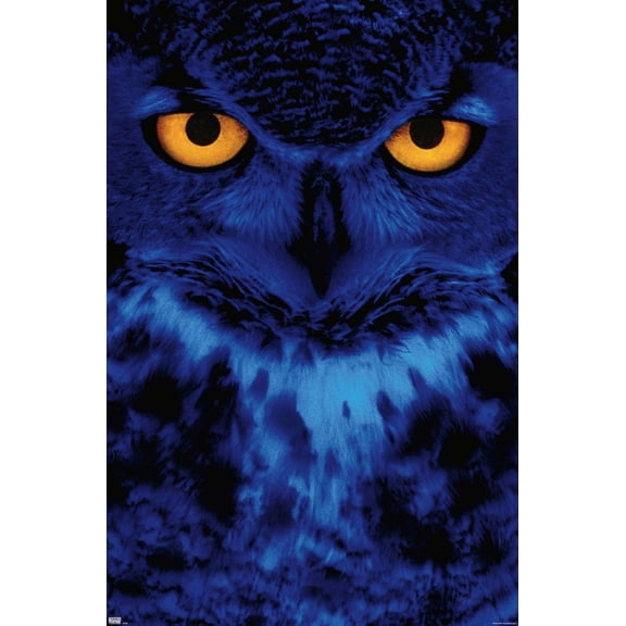 Owl - Eyes Wall Poster, 14.725" x 22.375"