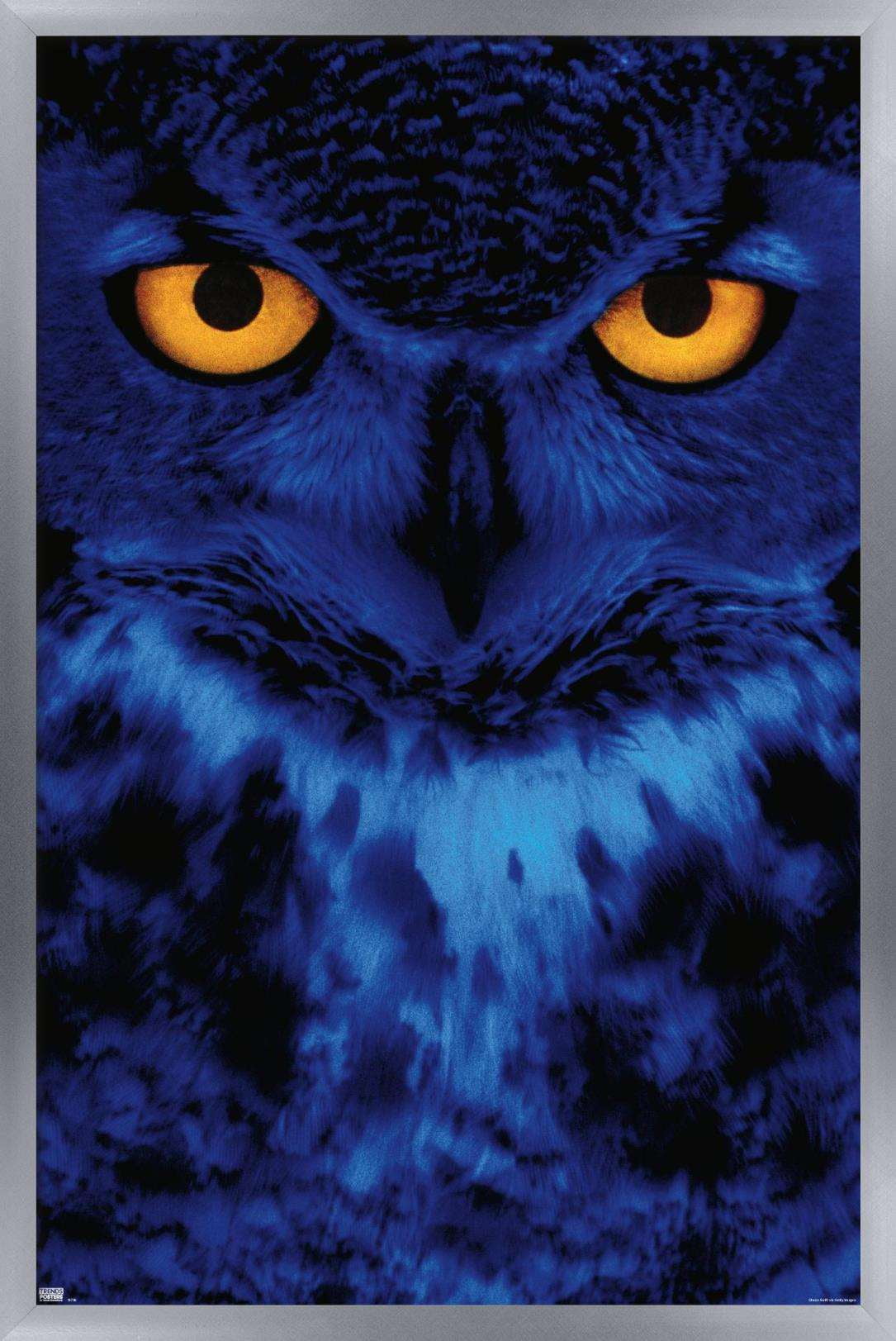 Owl - Eyes Wall Poster, 22.375" x 34", Framed