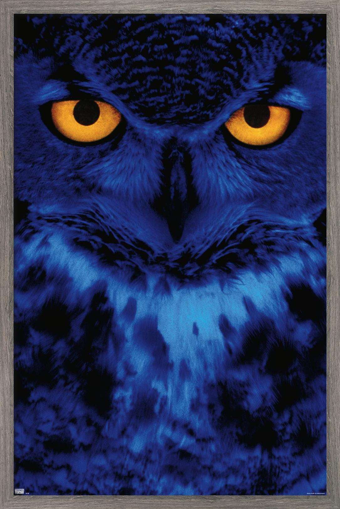 Owl - Eyes Wall Poster, 22.375" x 34", Framed