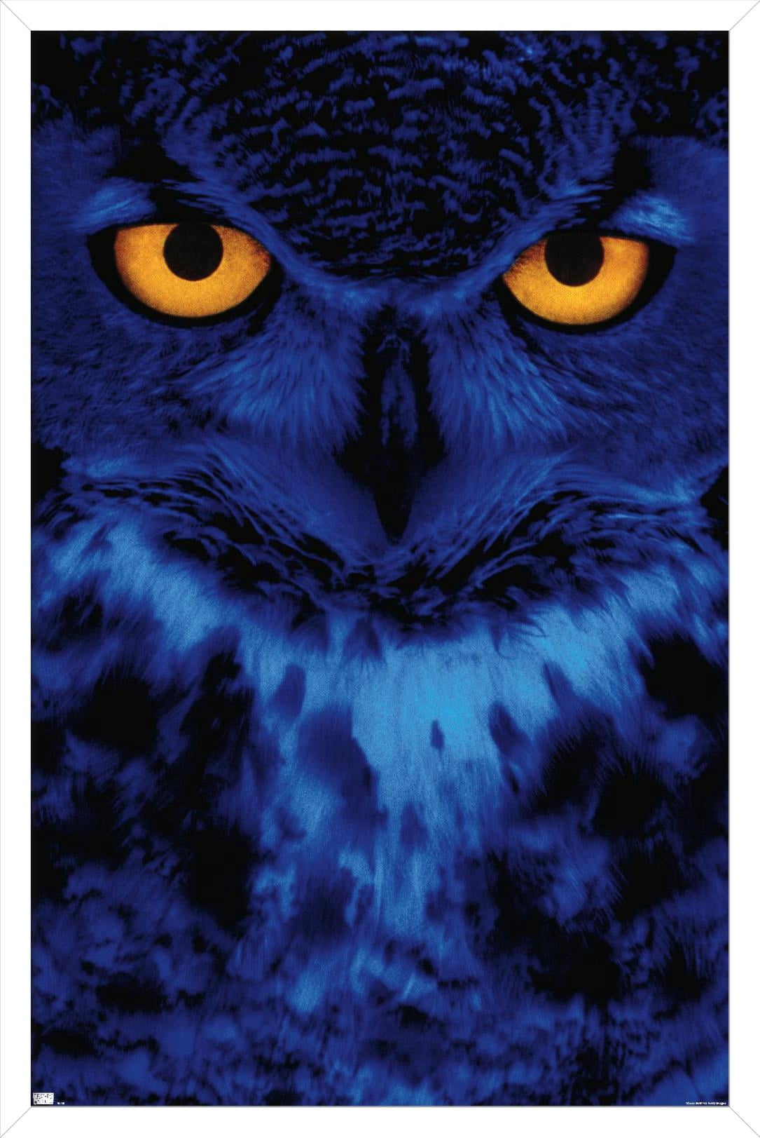 Owl - Eyes Wall Poster, 22.375" x 34", Framed