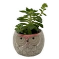 thumbnail image 1 of Owl Forest Friend Ceramic Planter with Succulent Plant - 3" Pot, 1 of 3