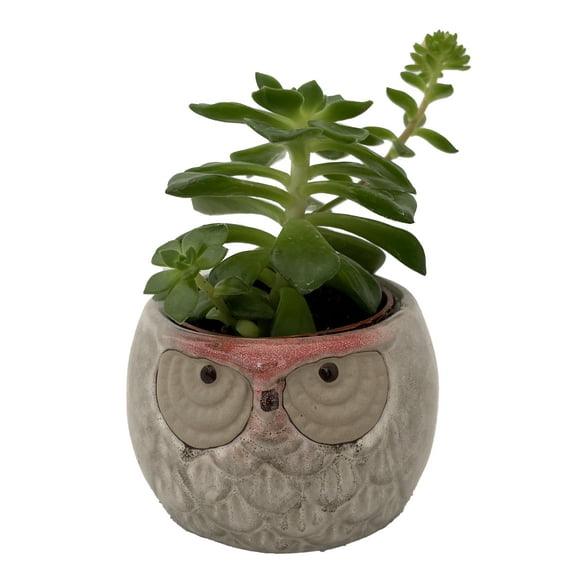 Owl Forest Friend Ceramic Planter with Succulent Plant - 3" Pot