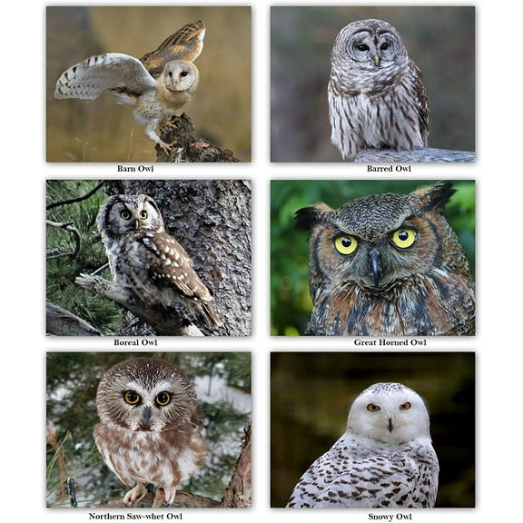 Owl Greeting Cards - Blank on the Inside - Includes Cards and Envelopes - 6 Unique Designs - 5.5" x 4.25" - 12 Pack