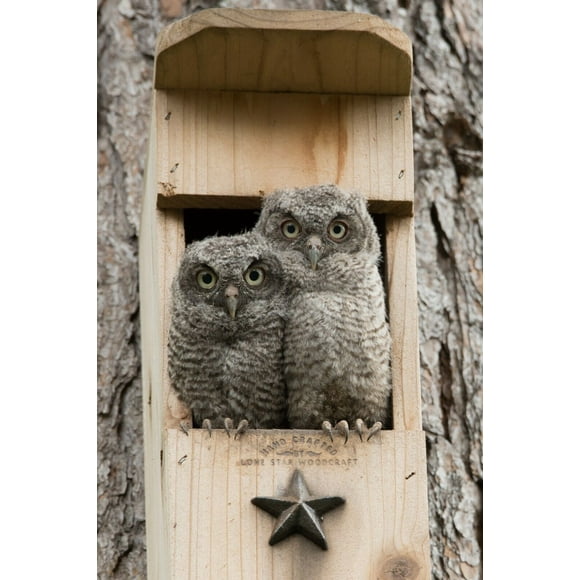 Owl House nesting box screech owl bird house cedar - Veteran Made