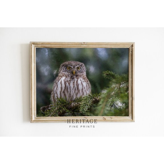 Owl In Evergreen Winter Farmhouse Neutral Wall Art