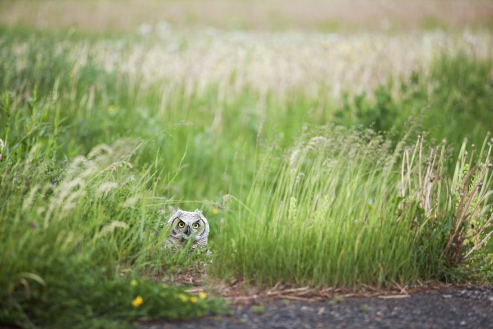 Owl In The Grass Thunder Bay Ontario Canada Canvas Art - Susan Dykstra Design Pics (19 x 12)