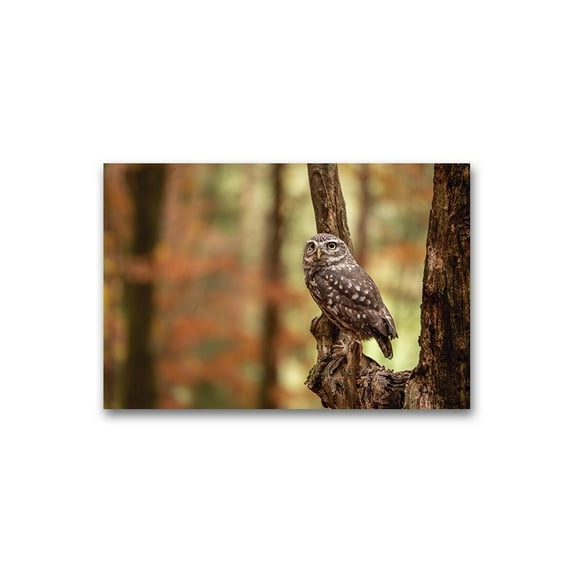 Owl Sitting On A Dry Branch Poster -Image by Shutterstock
