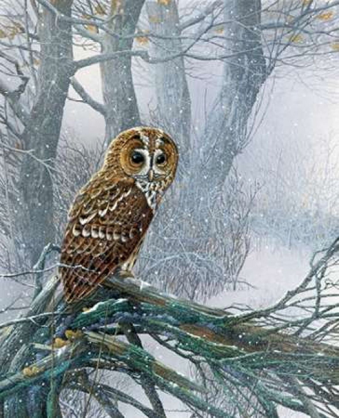 Owl in snowy forest Canvas Art - Jan Weenink (20 x 24)