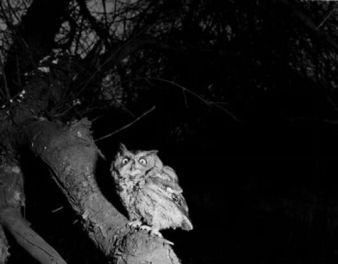 Owl in tree at dusk Canvas Art - (18 x 24)