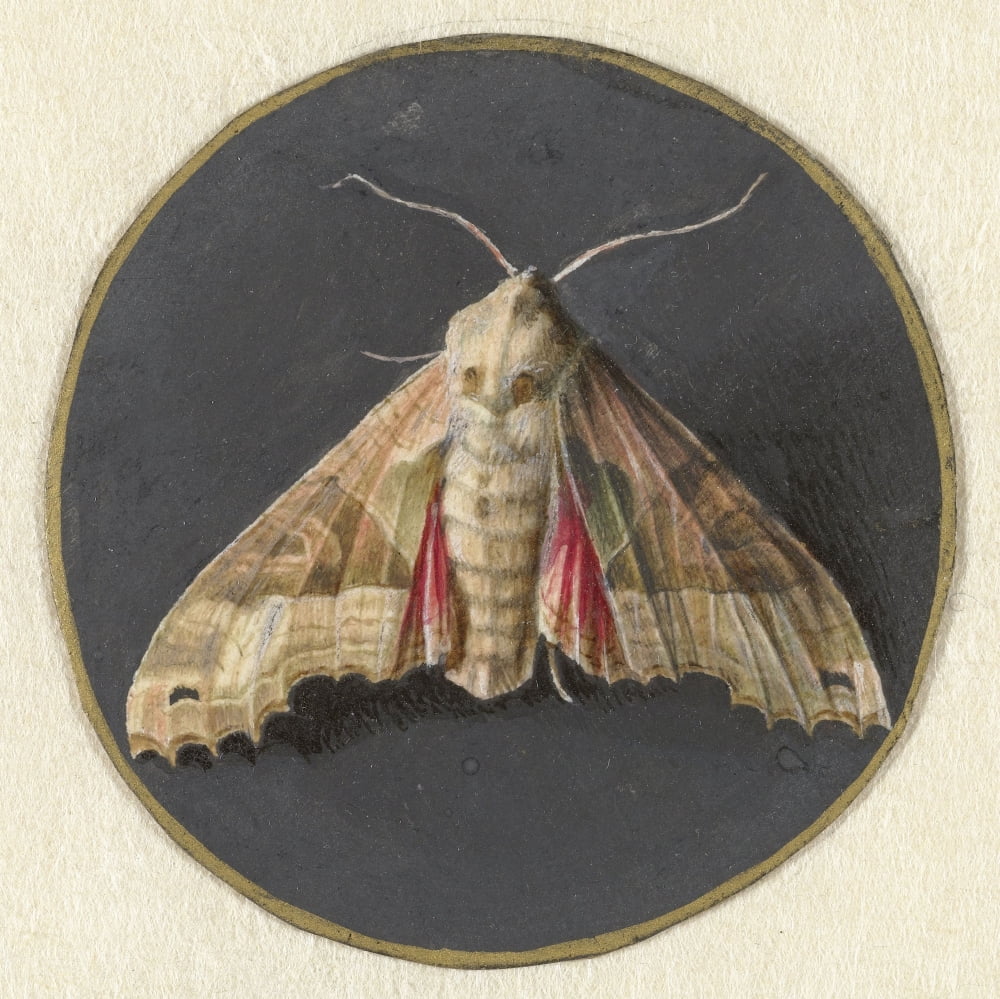 Owlet Moth Canvas Art - (36 x 24)