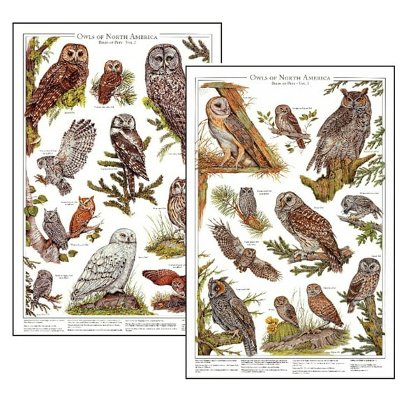Owls Of North America Mini Poster Combo