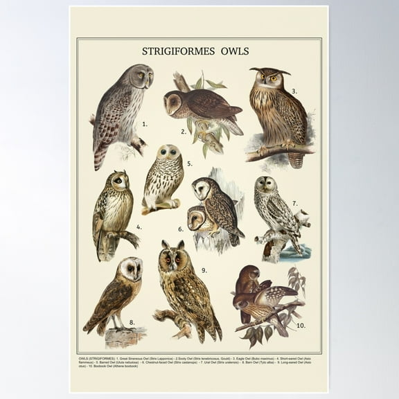 Owls. Vintage Style Poster. Poster Wall Art, Modern Wall Decor For Living Room Bedroom, 8x12 UNFRAMED