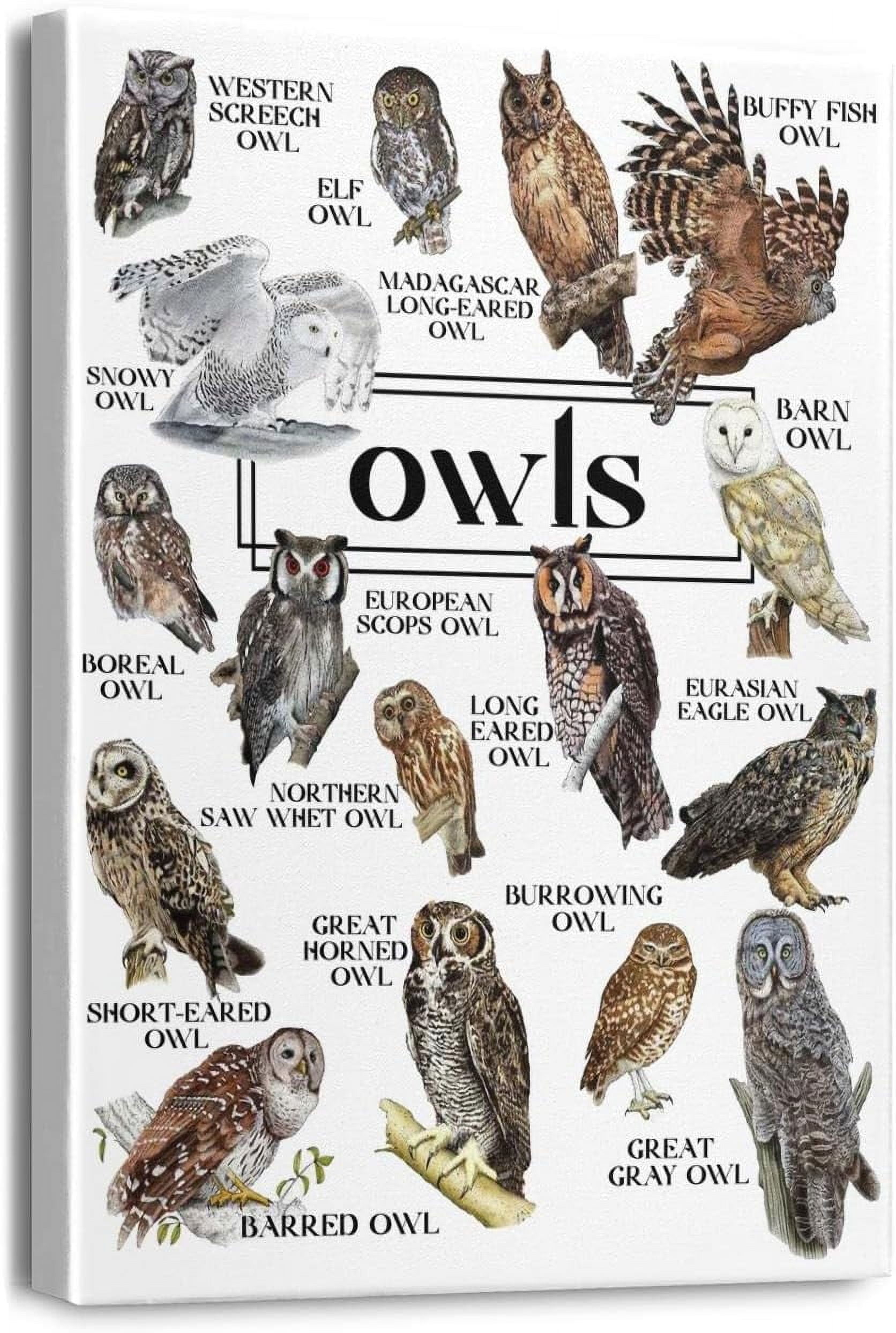 Owls Wall Art Owl Decor for Living Room Home