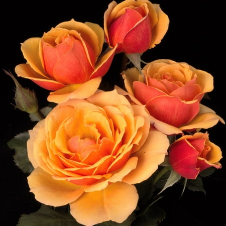 Own-Root One Gallon About Face™ Grandiflora Rose by Heirloom Roses