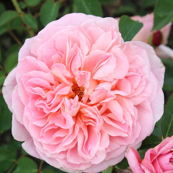 Own-Root One Gallon April Love Shrub Rose by Heirloom Roses