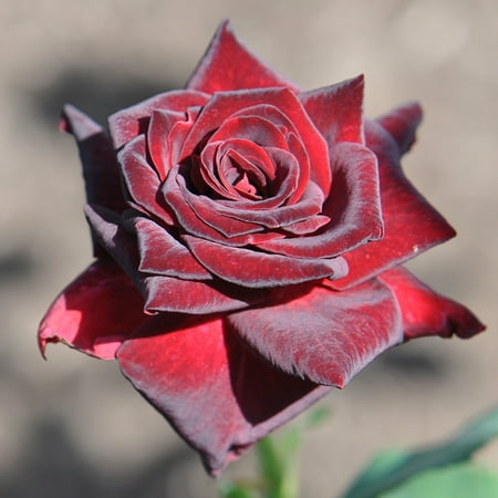 Own-Root One Gallon Black Baccara Hybrid Tea Rose by Heirloom Roses