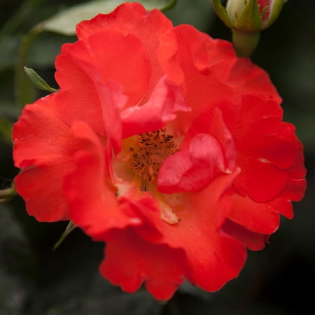 Own-Root One Gallon Disco Dancer® Shrub Rose by Heirloom Roses
