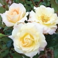 Own-Root One Gallon Easter Basket™ Floribunda Rose by Heirloom Roses ...
