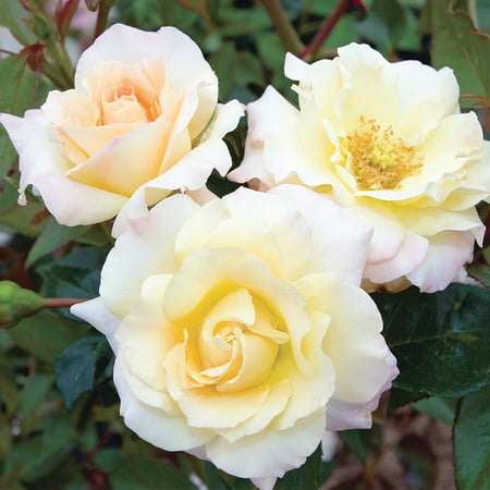 Own-Root One Gallon Easter Basket™ Floribunda Rose by Heirloom Roses