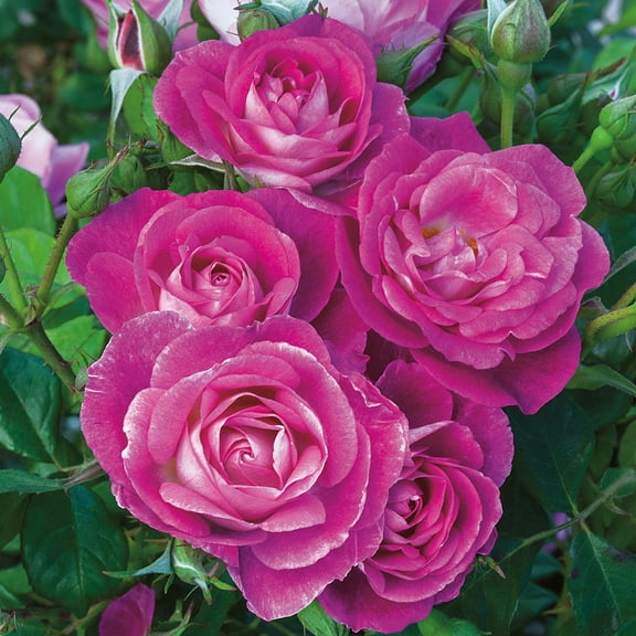 Own-Root One Gallon Easy To Please Floribunda Rose by Heirloom Roses